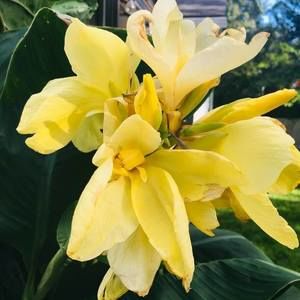 Meet your Posher, Dawn